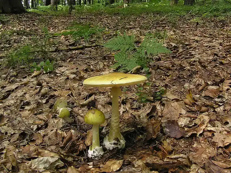 Бледная поганка (Amanita phalloides) — как выглядит опасный двойник