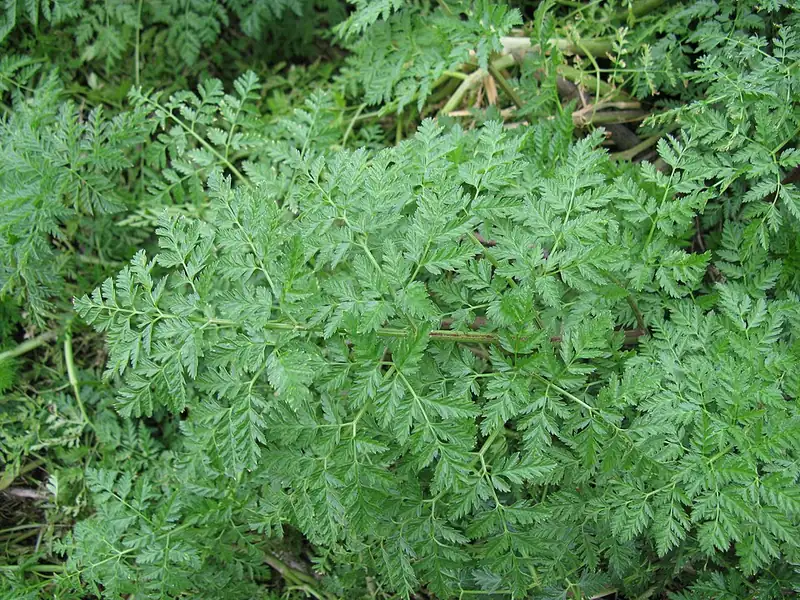 Болиголов пятнистый (Conium maculatum) — как выглядит опасный двойник