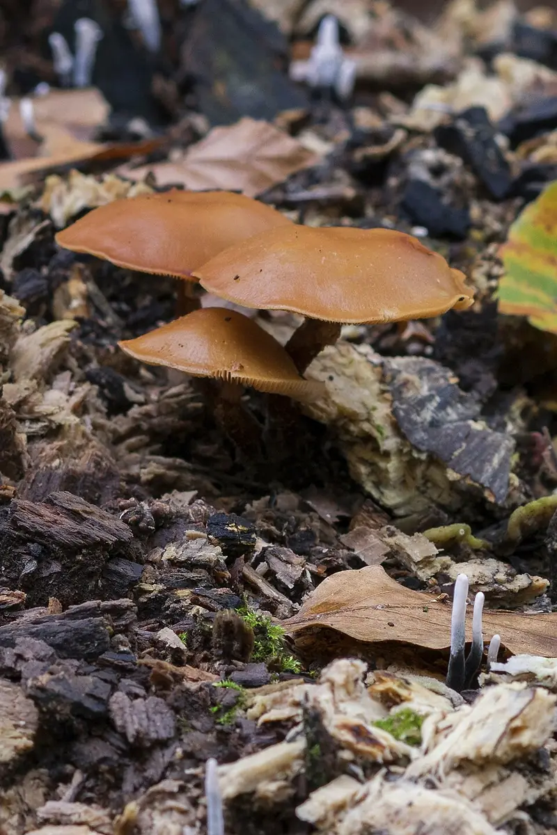 Галерина окаймлённая (Galerina marginata) — как выглядит опасный двойник