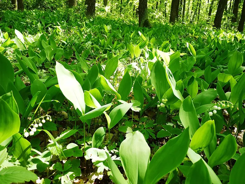 Ландыш майский (Convallaria majalis) — как выглядит опасный двойник