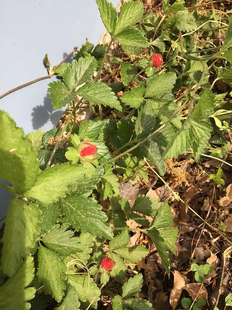 Лапчатка индийская (Potentilla indica) — как выглядит опасный двойник
