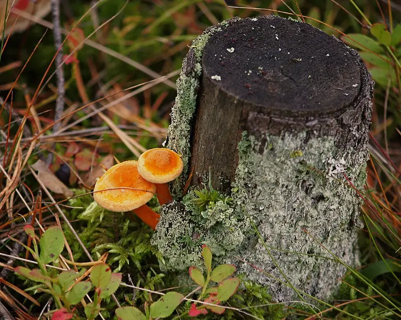Ложная лисичка (говорушка оранжевая) (Hygrophoropsis aurantiaca) — как выглядит опасный двойник