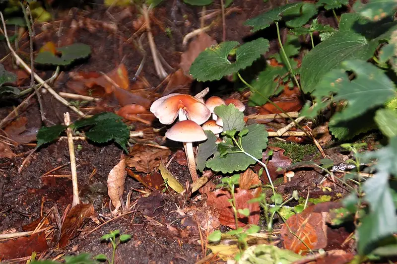 Ложноопёнок кирпично-красный (Hypholoma lateritium) — как выглядит опасный двойник