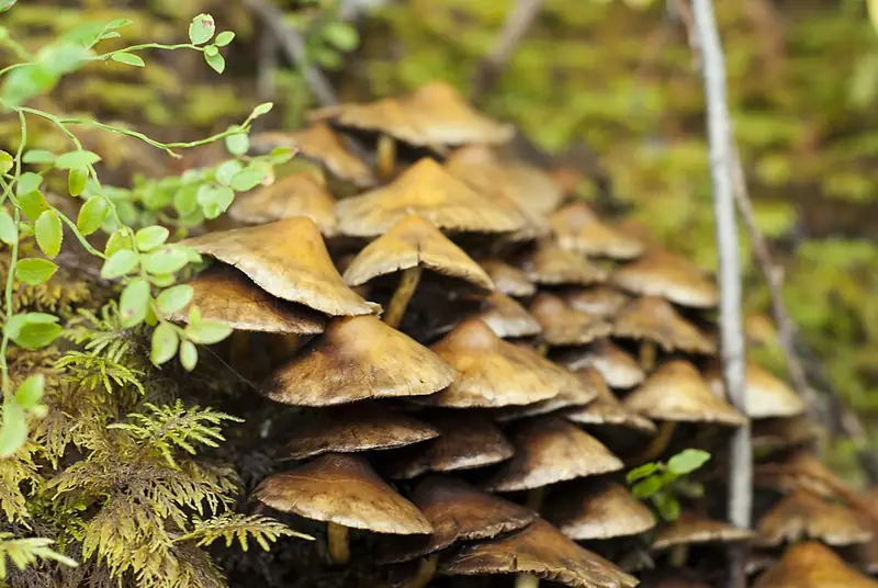 Ложноопёнок серно-жёлтый (Hypholoma fasciculare) — как выглядит опасный двойник