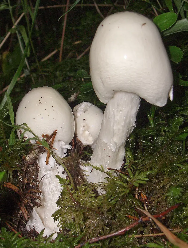 Мухомор вонючий (белая поганка) (Amanita virosa) — как выглядит опасный двойник