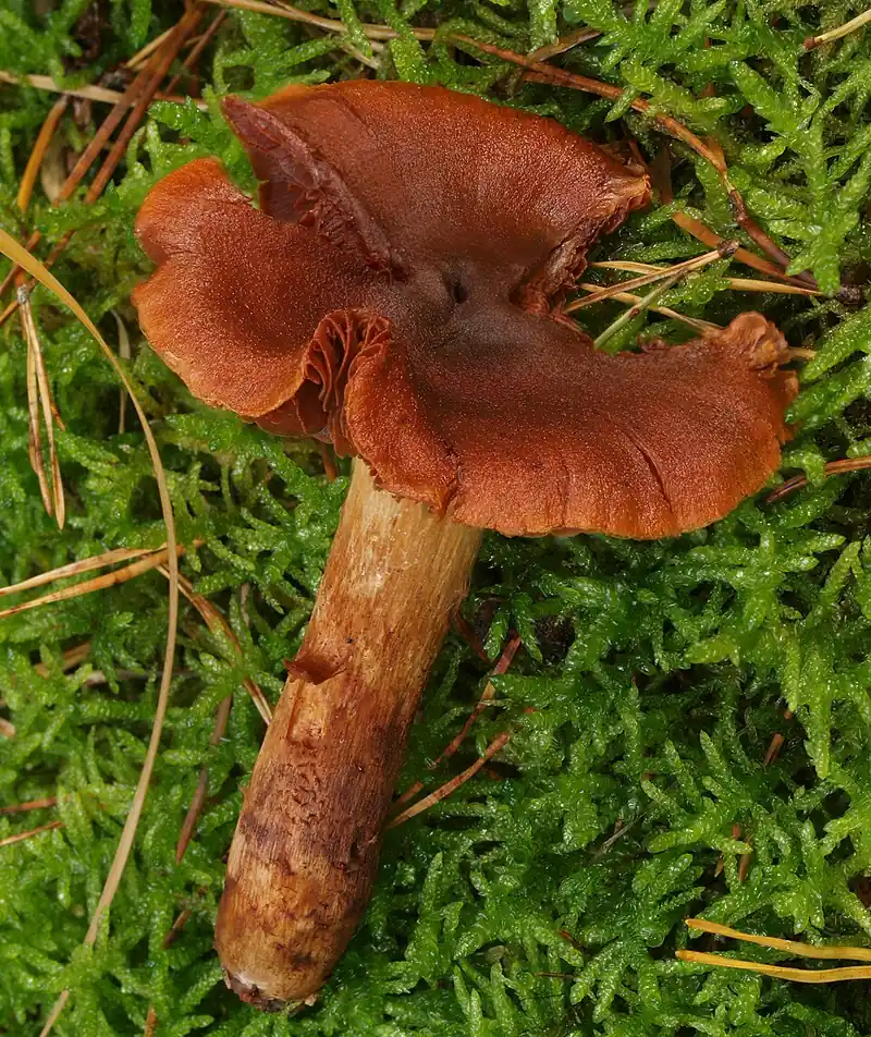 Паутинник горный (Cortinarius orellanus) — как выглядит опасный двойник
