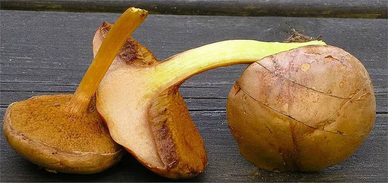Перечный гриб (Chalciporus piperatus) — как выглядит опасный двойник