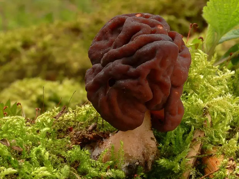 Строчок обыкновенный (Gyromitra esculenta) — как выглядит опасный двойник