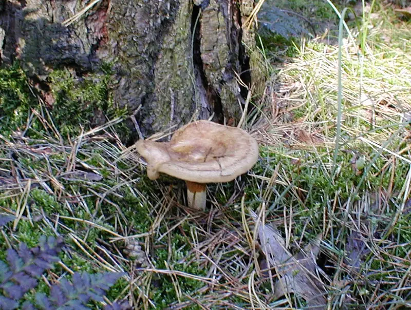 Свинушка тонкая (Paxillus involutus) — как выглядит опасный двойник