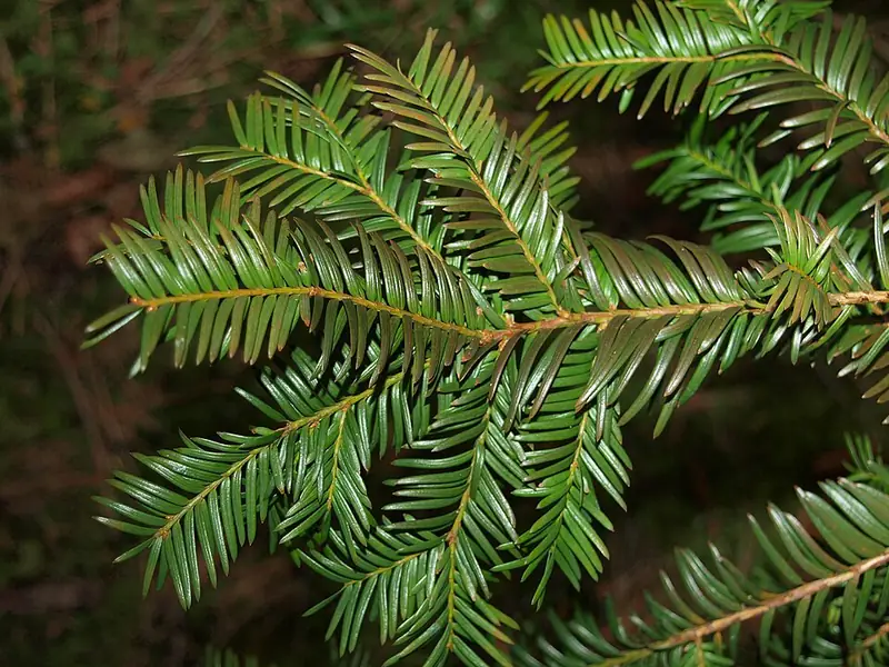 Тис ягодный (Taxus baccata) — как выглядит опасный двойник