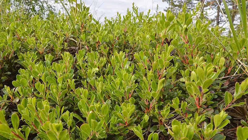 Толокнянка (медвежье ушко) (Arctostaphylos uva-ursi) — как выглядит опасный двойник