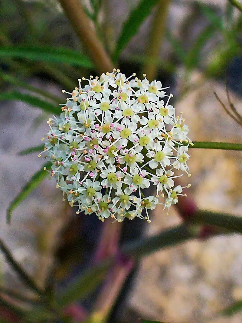 Вех ядовитый (цикута) (Cicuta virosa) — как выглядит опасный двойник