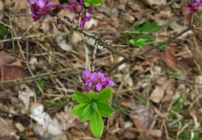 Волчье лыко (Daphne mezereum) — как выглядит опасный двойник