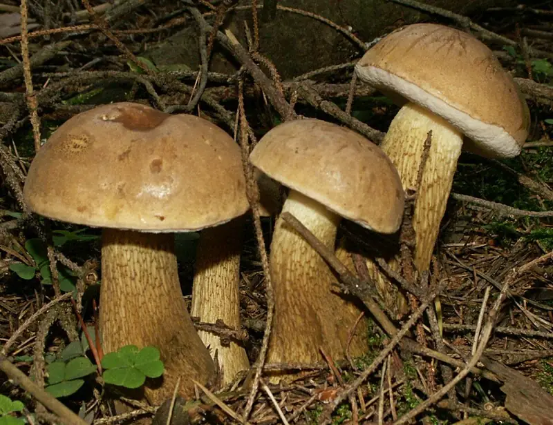 Жёлчный гриб (Tylopilus felleus) — как выглядит опасный двойник