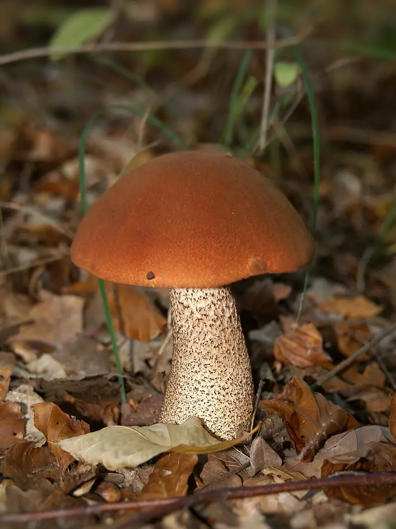 Подосиновик