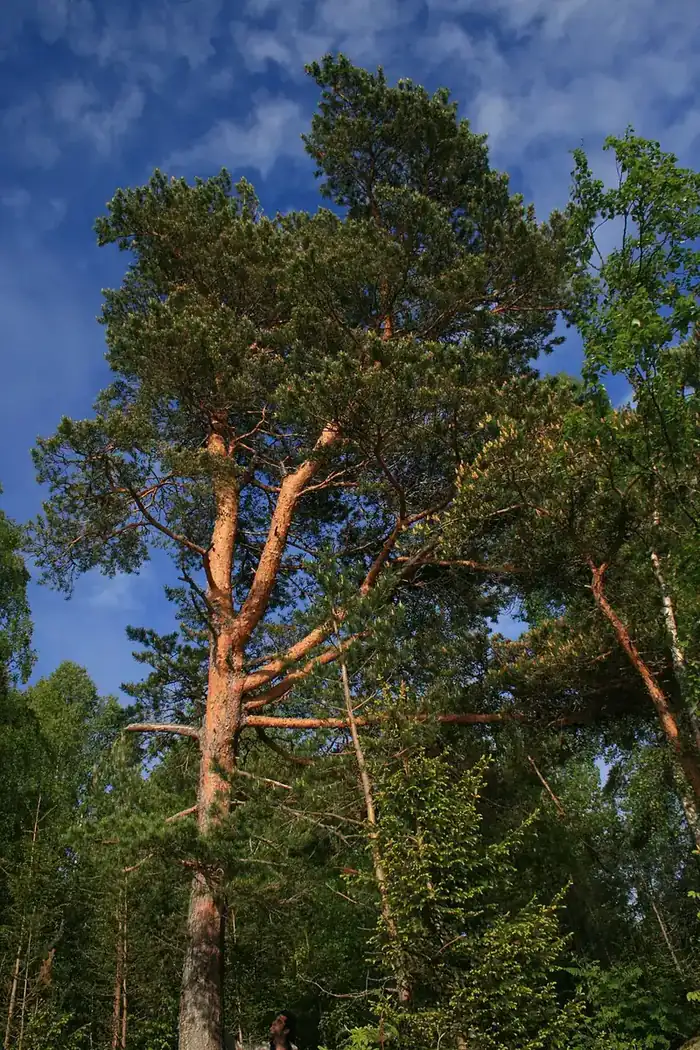 Сосновая хвоя